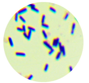 Bacillus subtilis subspecies-BNCC