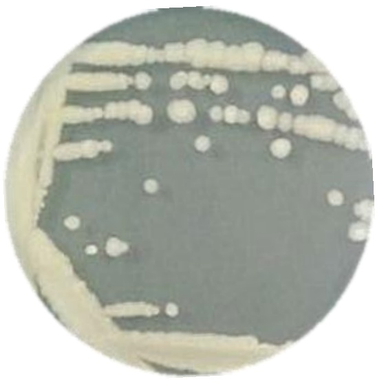 Bacillus subtilis-BNCC