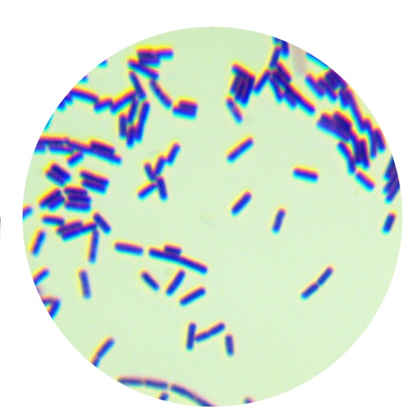 Bacillus subtilis-BNCC