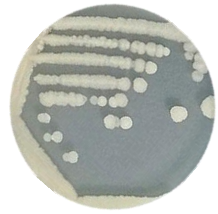 Bacillus subtilis-BNCC
