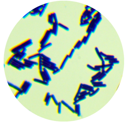 Bacillus subtilis-BNCC