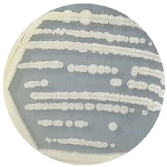Bacillus subtilis-BNCC