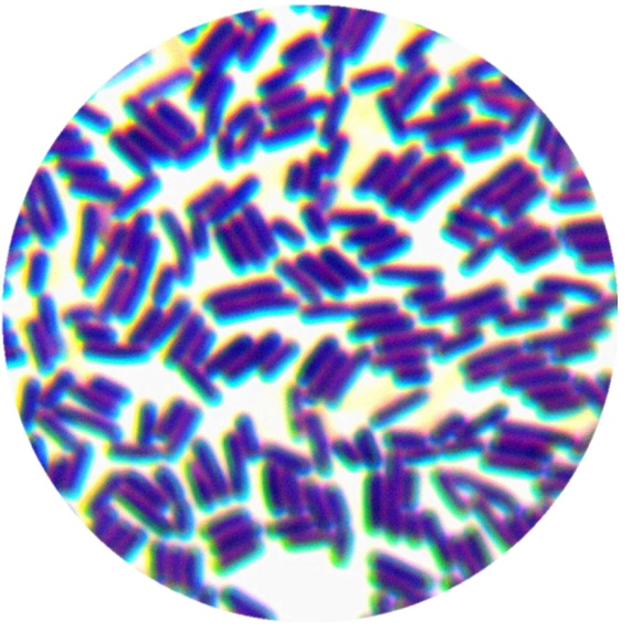 Bacillus subtilis-BNCC