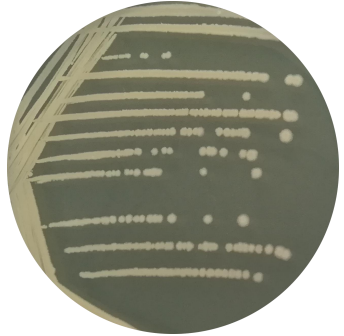 Bacillus amyloliquefaciens-BNCC