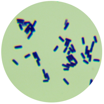 Bacillus amyloliquefaciens-BNCC