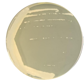 Bacillus amyloliquefaciens-BNCC