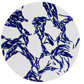 Bacillus amyloliquefaciens-BNCC