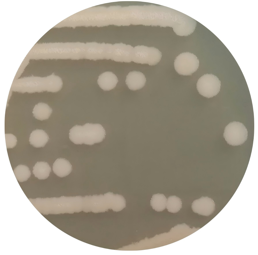 Bacillus subtilis subsp. subtilis-BNCC