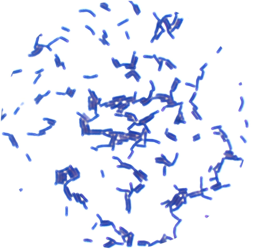 Bacillus subtilis subsp. subtilis-BNCC