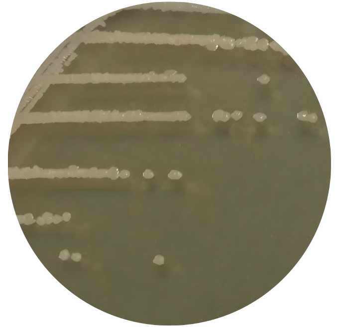 Bacillus licheniformis-BNCC