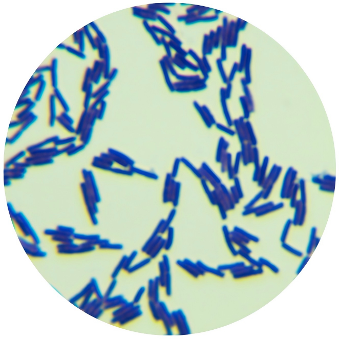Bacillus licheniformis-BNCC