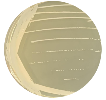 Staphylococcus aureus-BNCC