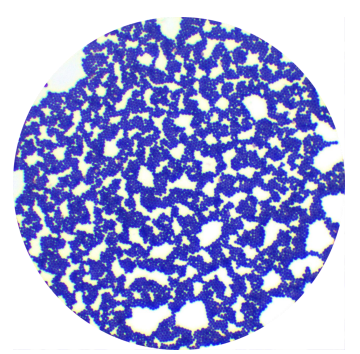 Staphylococcus aureus-BNCC