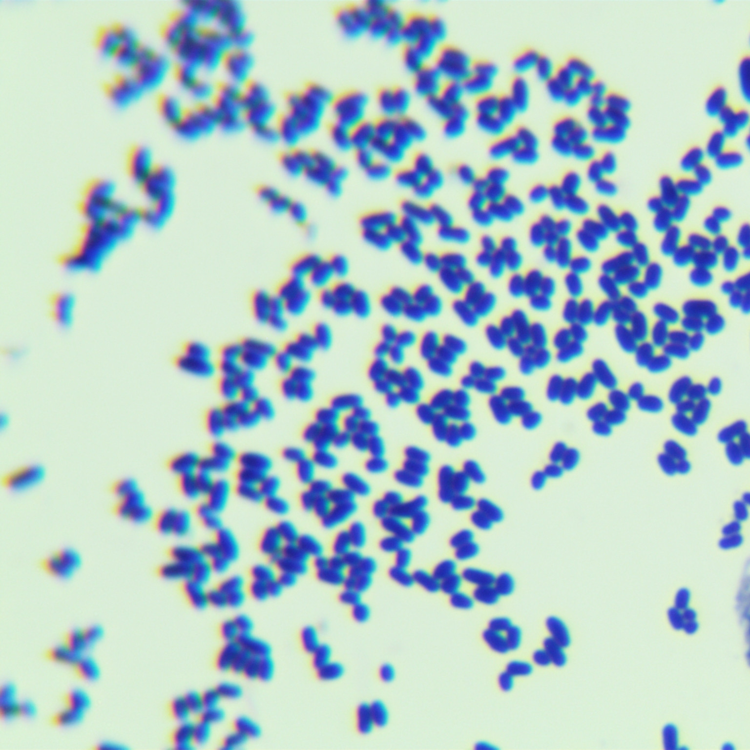 Guangdong Corynebacterium-BNCC