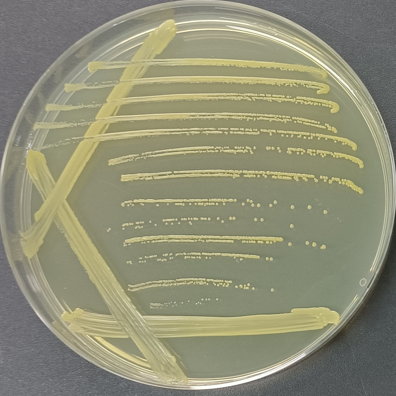 Guangdong Corynebacterium-BNCC