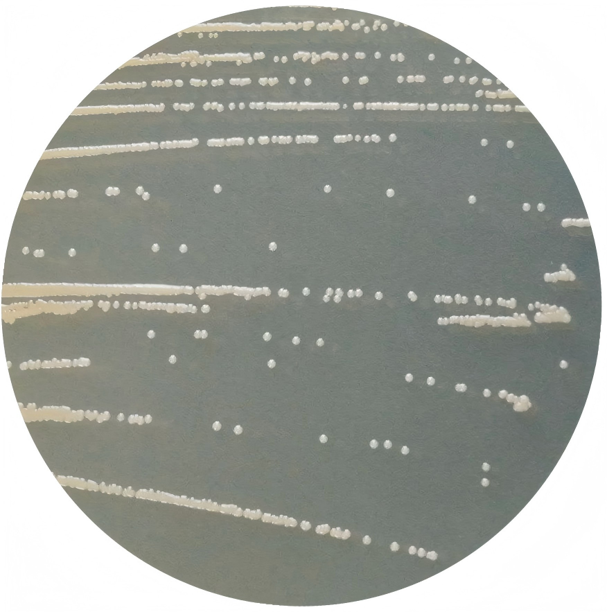 Staphylococcus aureus-BNCC