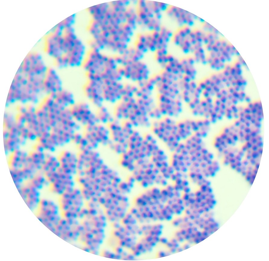 Staphylococcus aureus-BNCC