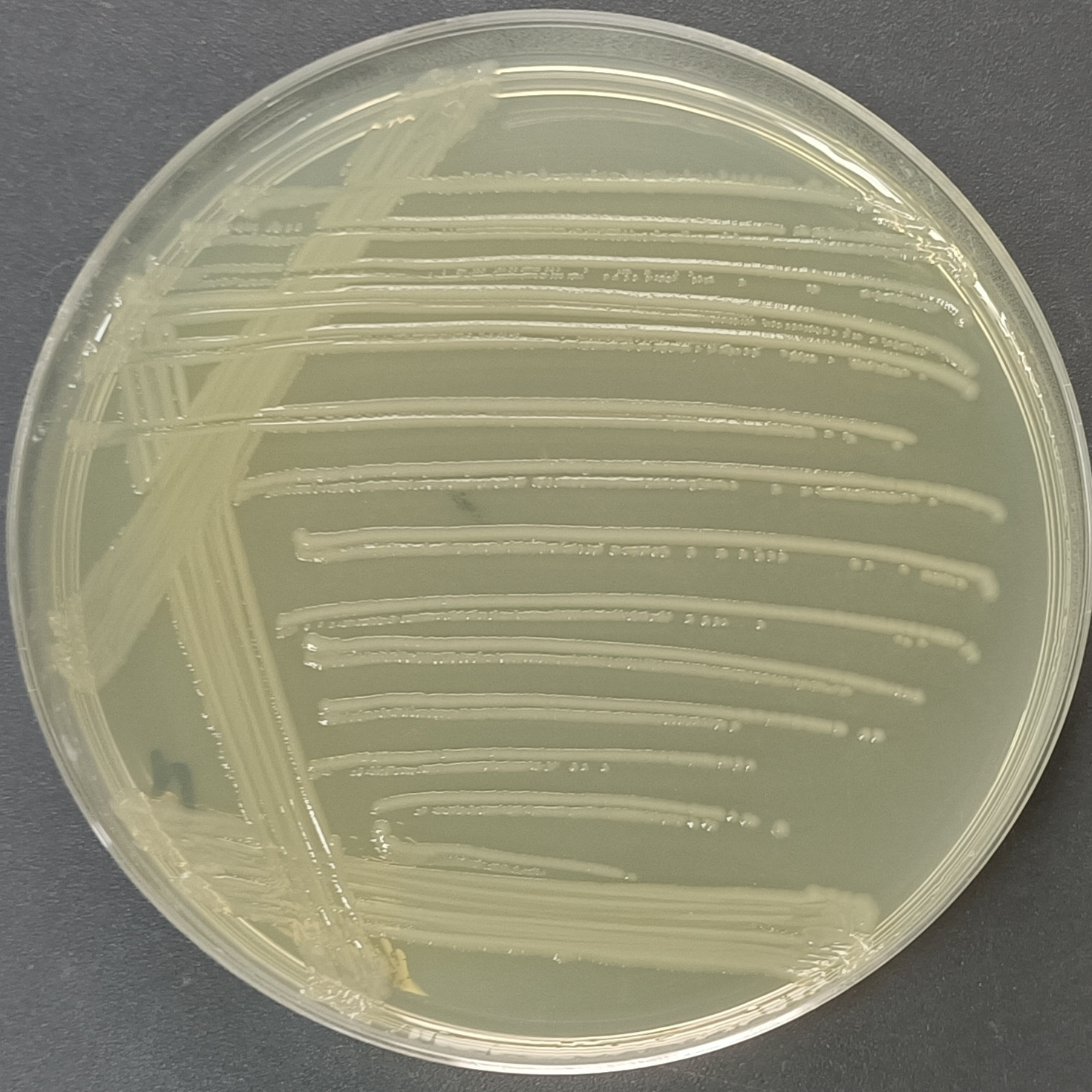 Escherichia coli-BNCC