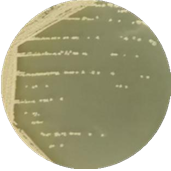 Streptomyces-BNCC