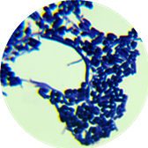Streptomyces-BNCC