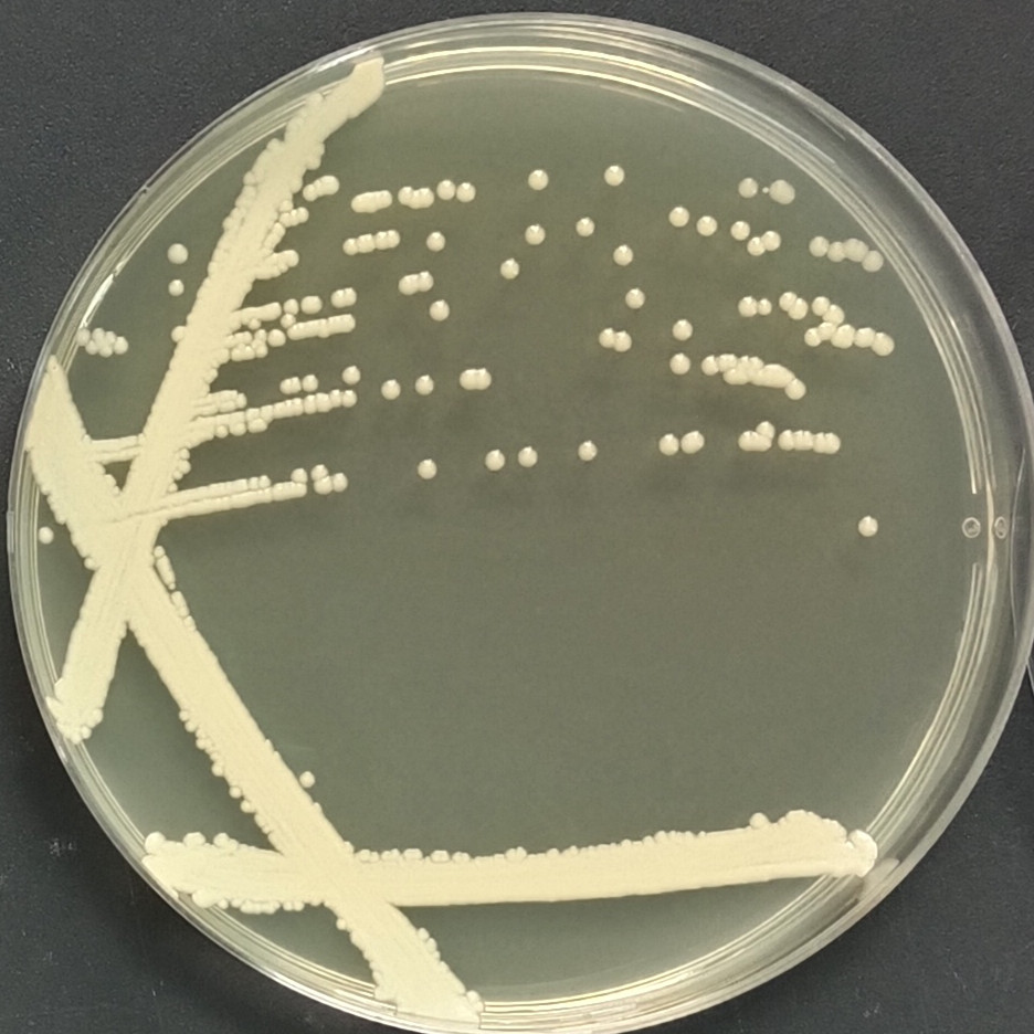 Rhodococcus faecalis-BNCC
