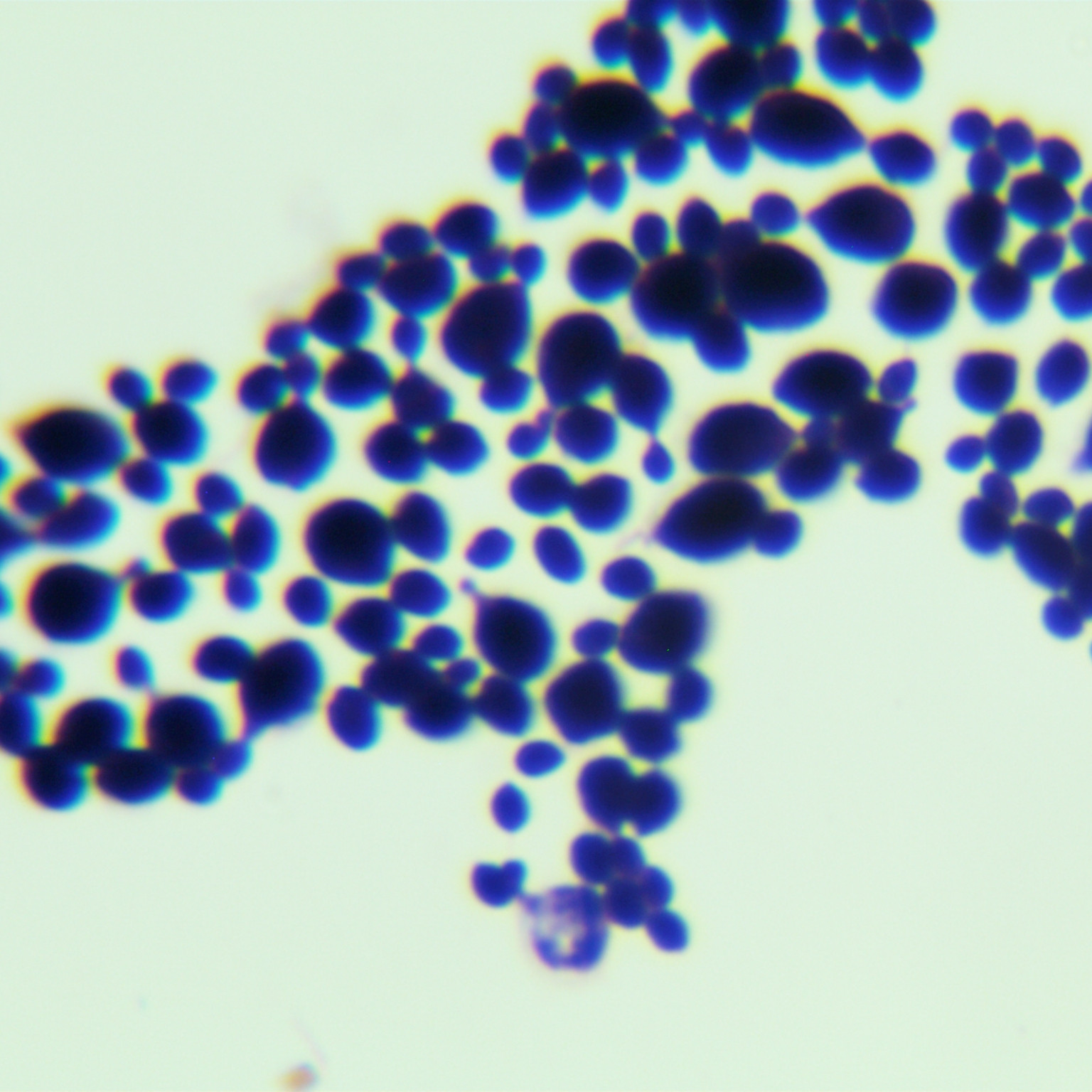 Rhodococcus faecalis-BNCC