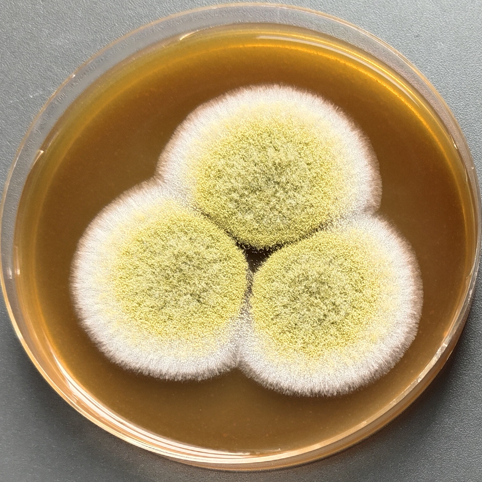 Aspergillus oryzae-BNCC