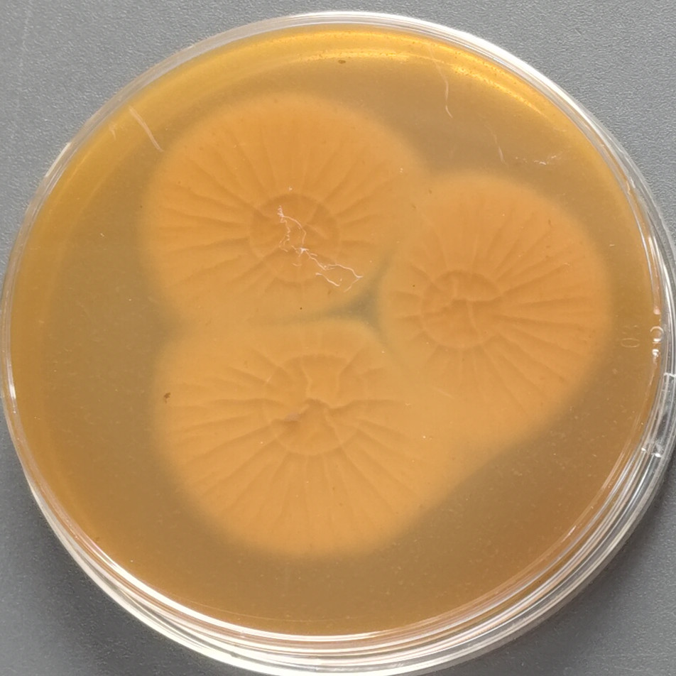 Aspergillus oryzae-BNCC