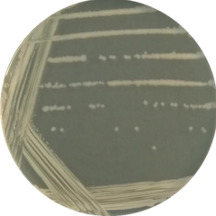 Bacillus amyloliquefaciens-BNCC