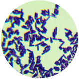 Bacillus amyloliquefaciens-BNCC