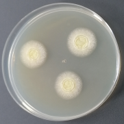 Aspergillus niger-BNCC