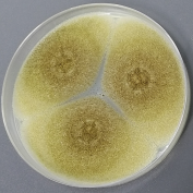 Aspergillus niger-BNCC