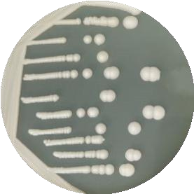Brewing yeast-BNCC