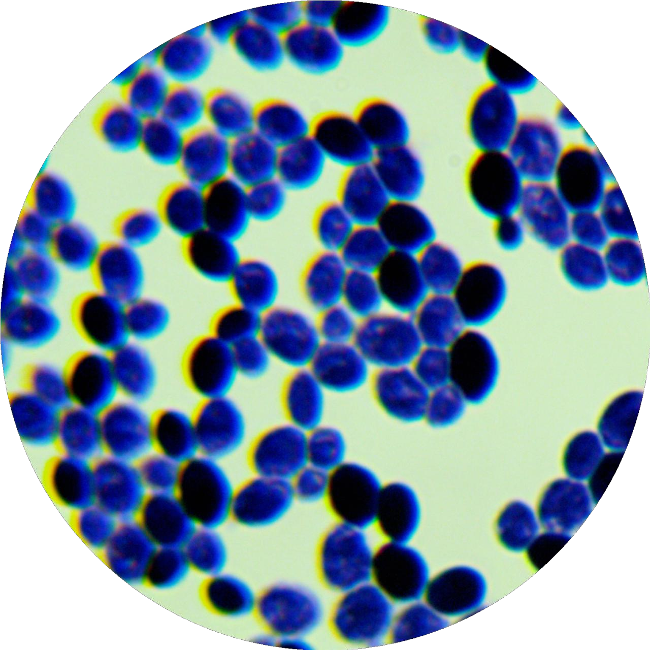 Brewing yeast-BNCC