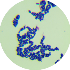 Lactobacillus plantarum-BNCC