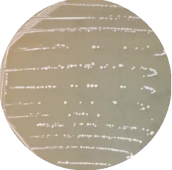 Lactobacillus plantarum-BNCC