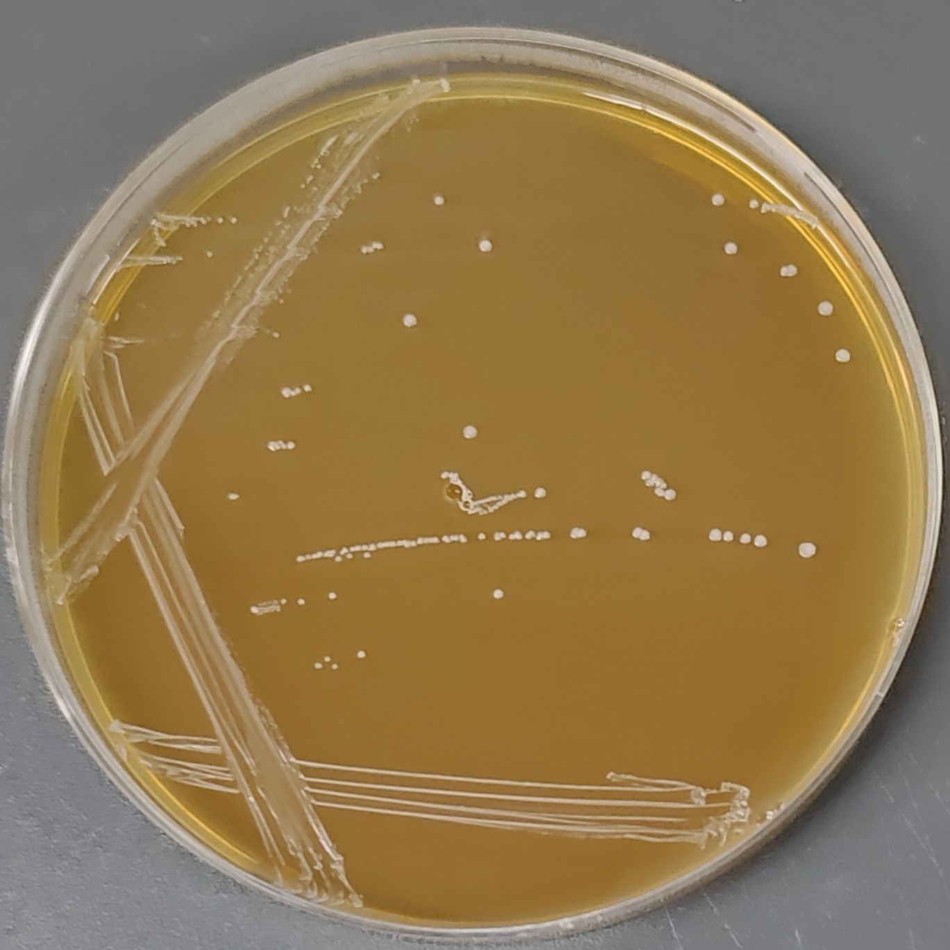 Enterococcus faecalis-BNCC