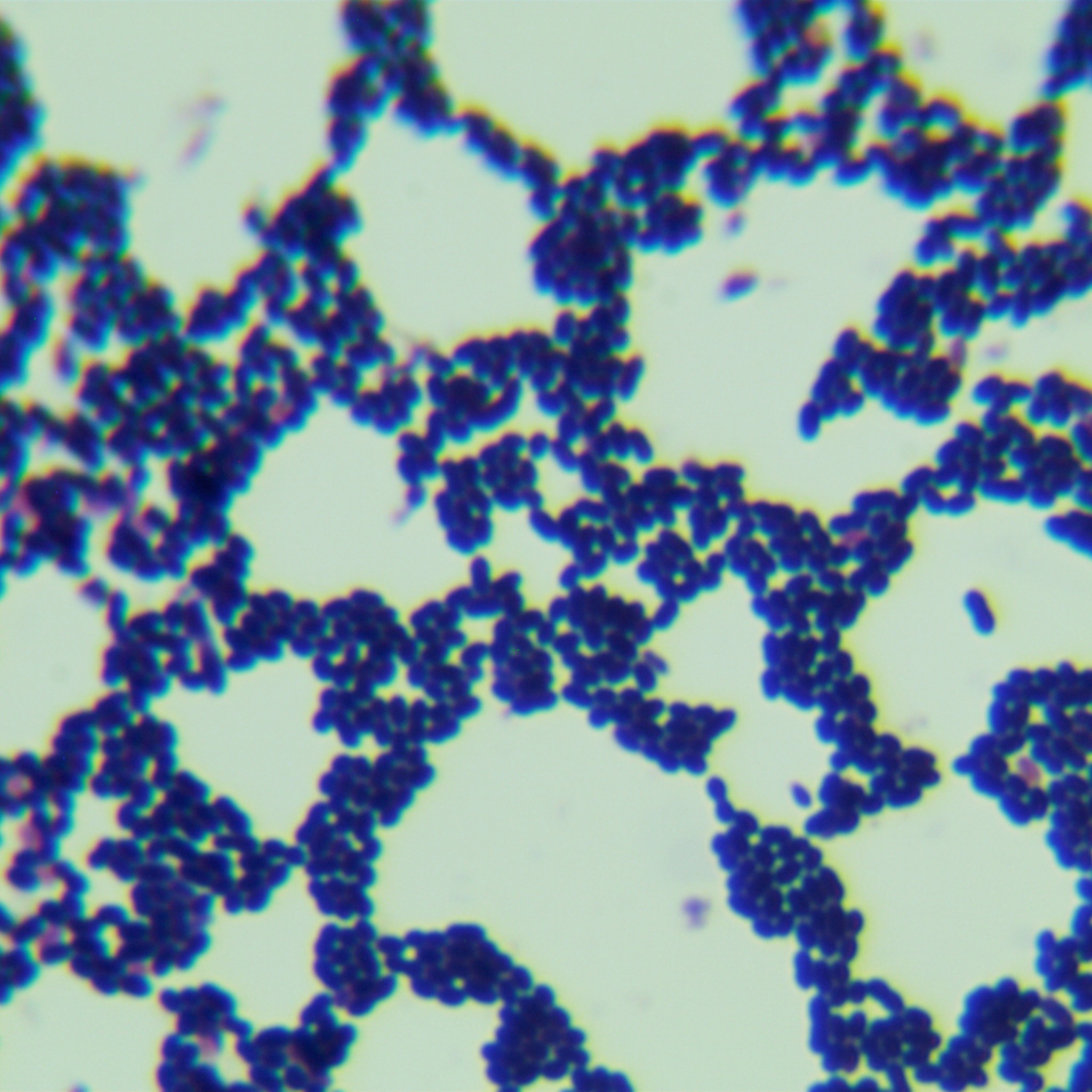 Enterococcus faecalis-BNCC