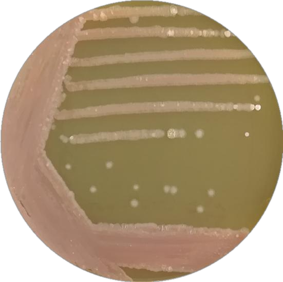 Bacillus subtilis subspecies-BNCC