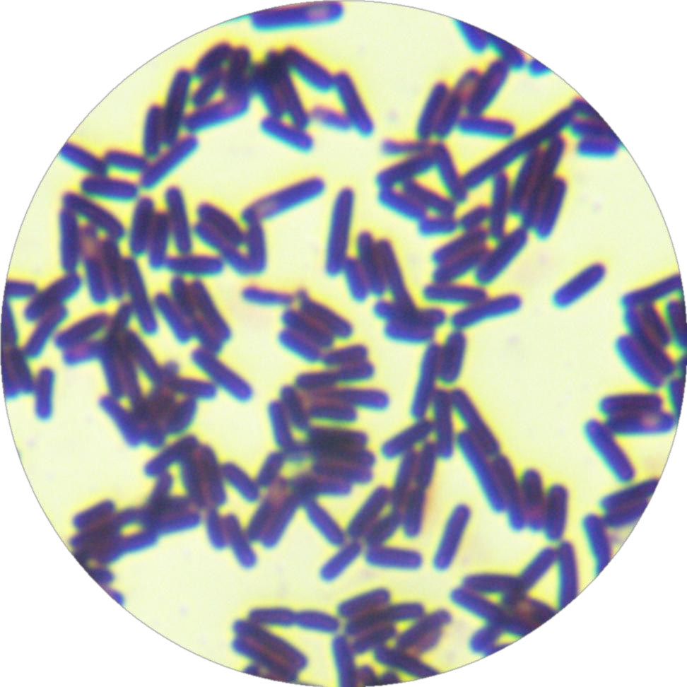 Bacillus subtilis subspecies-BNCC