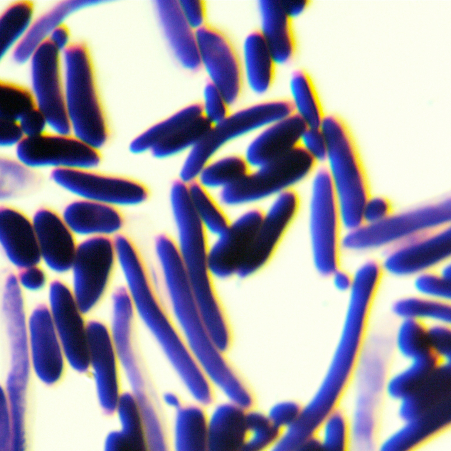 Candida lipolytica-BNCC