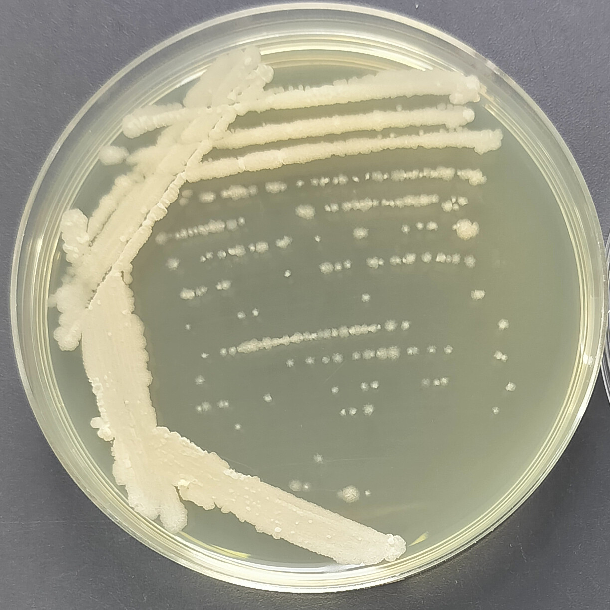 Bacillus subtilis subspecies-BNCC