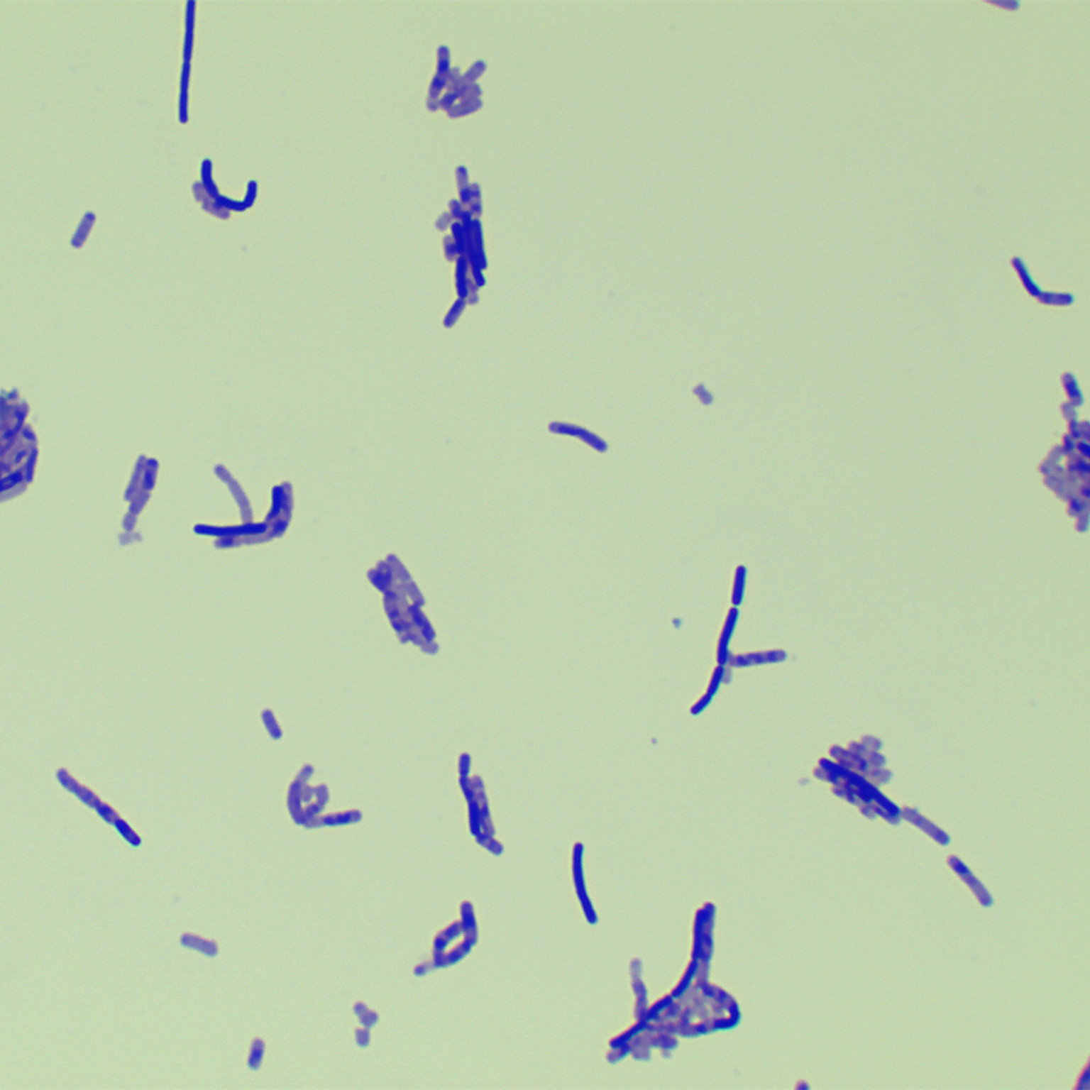 Bacillus subtilis subspecies-BNCC
