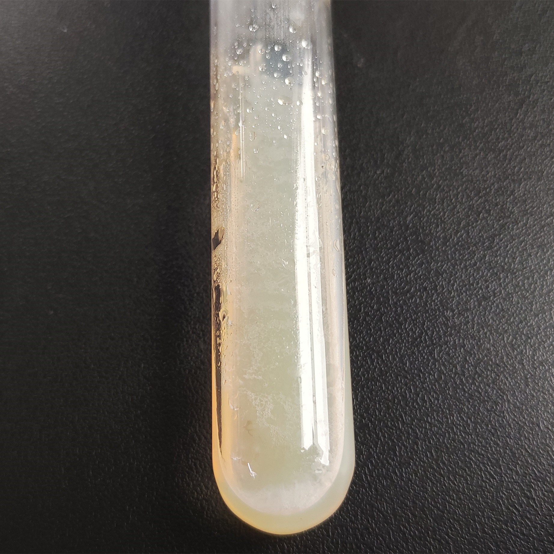 Bacillus subtilis subspecies-BNCC