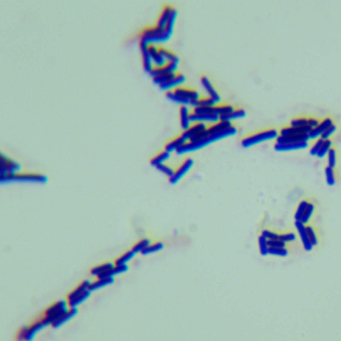 Bacillus subtilis subspecies-BNCC