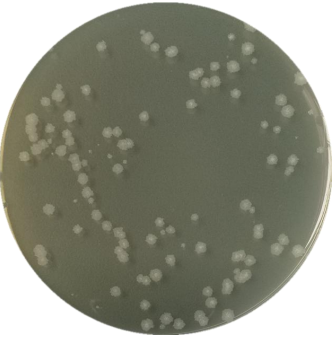 Bacillus subtilis subspecies-BNCC