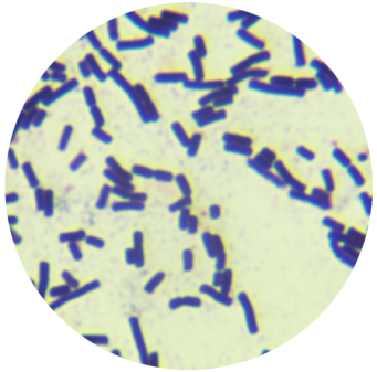 Bacillus subtilis subspecies-BNCC