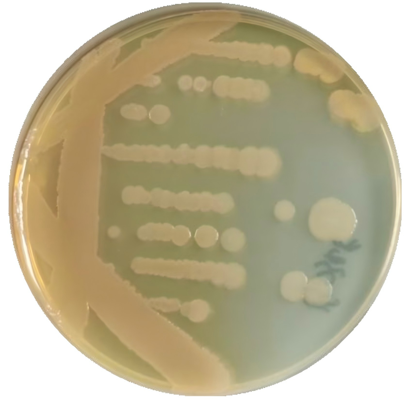 anaerobic Bacillus-BNCC