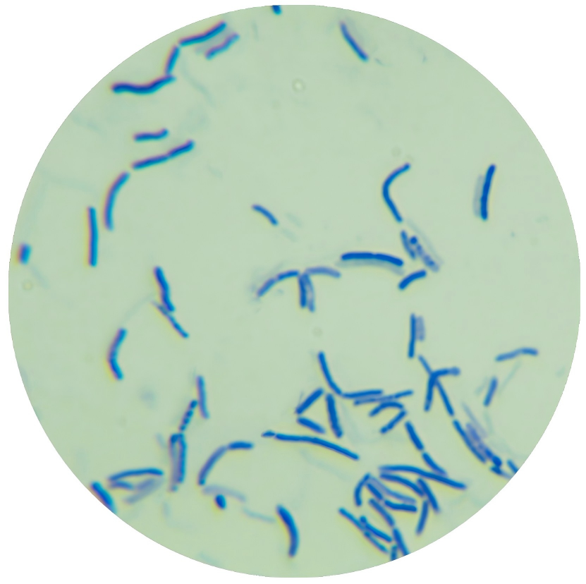 anaerobic Bacillus-BNCC