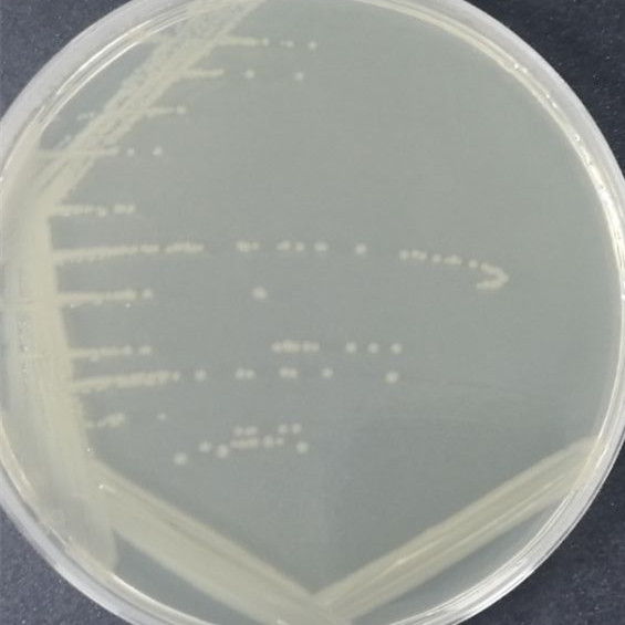 Nubian anaerobic Bacillus-BNCC